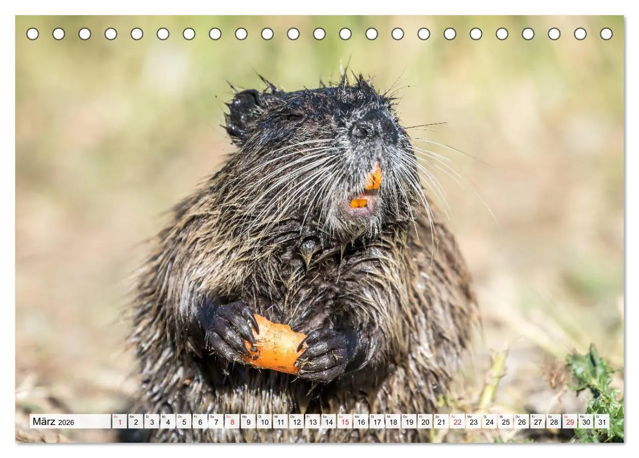 Bild: 9783457824795 | NUTRIA mit Nachwuchs (Tischkalender 2026 DIN A5 quer), CALVENDO...